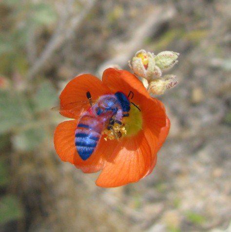 An Indigo Bee